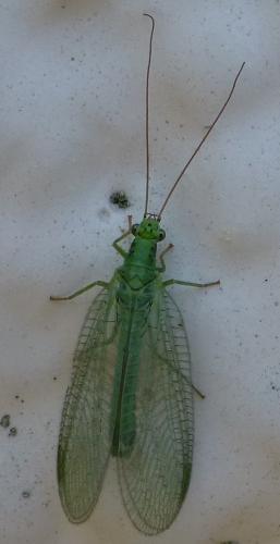 Chrysopa sp.